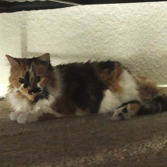 Meet your Posher, Sade - Picture 1 of 1